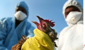Bird-Flu