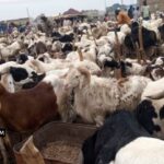 WhatsApp Image 2026-01-18 at 13.22.22